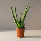 Aloe Vera - THE GARDEN CENTRE