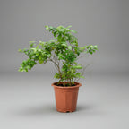 Jasmine - THE GARDEN CENTRE