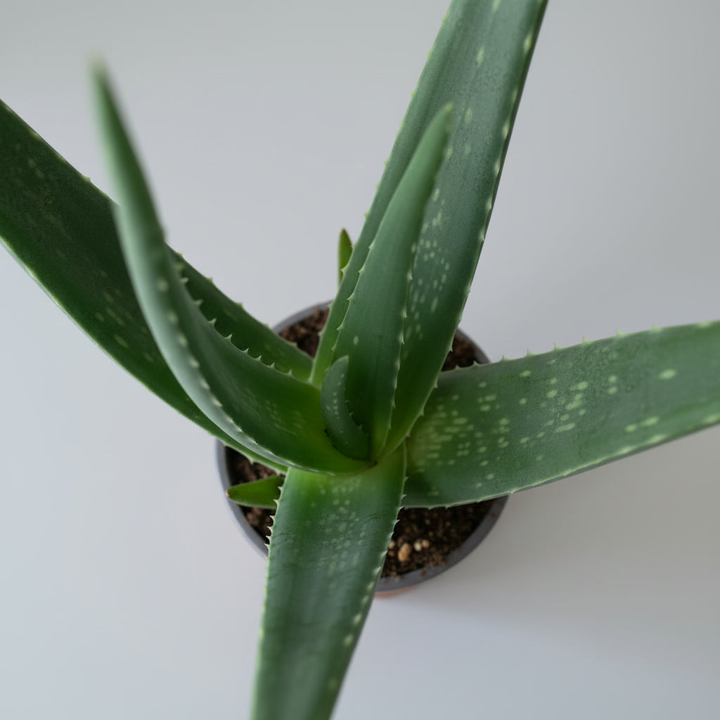 Aloe Vera - THE GARDEN CENTRE