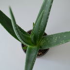 Aloe Vera - THE GARDEN CENTRE