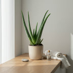 Aloe Vera - THE GARDEN CENTRE