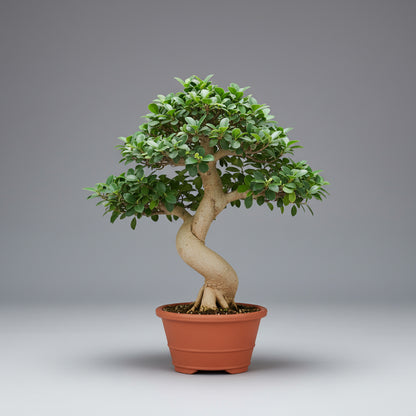 Ficus Bonsai