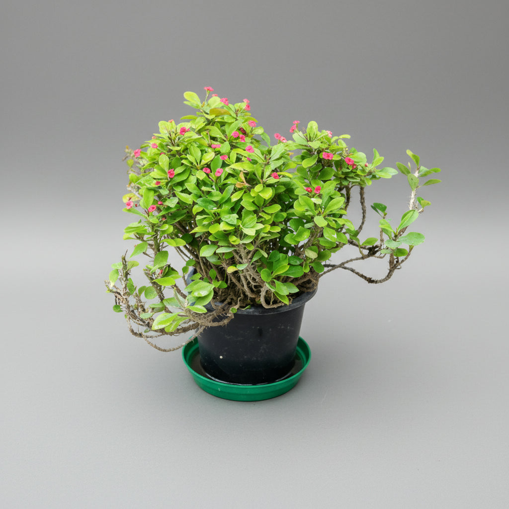 Euphorbia - THE GARDEN CENTRE