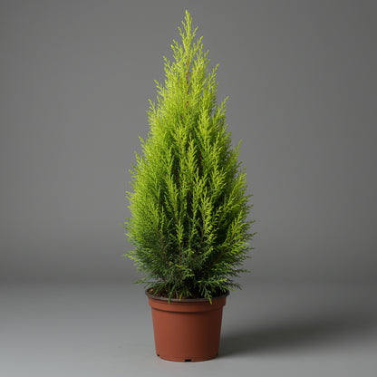 Cupressus Marco