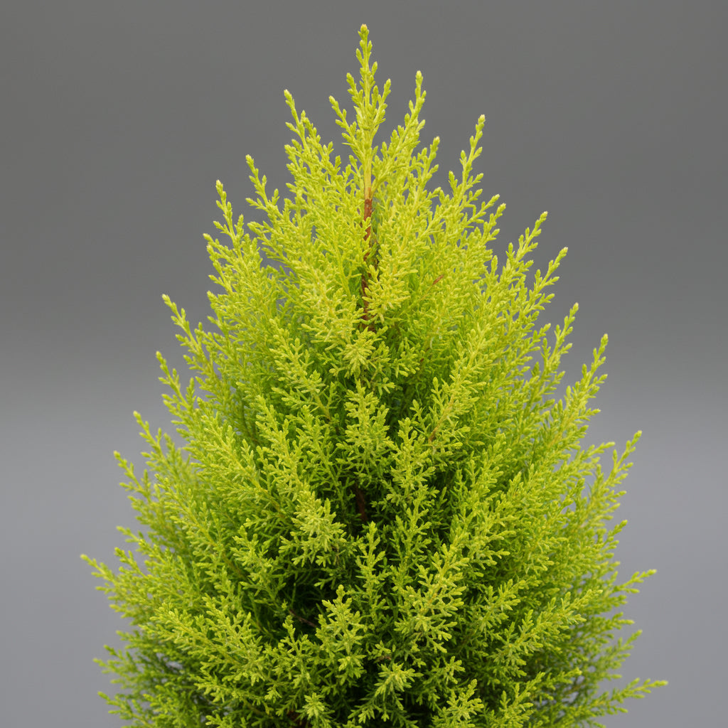 Cupressus Marco