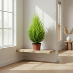 Cupressus Marco