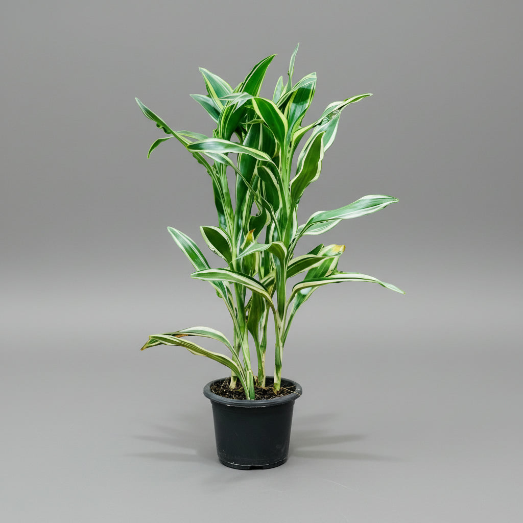 Dracaena sanderiana - THE GARDEN CENTRE