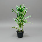 Dracaena sanderiana - THE GARDEN CENTRE
