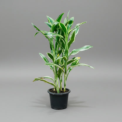 Dracaena sanderiana