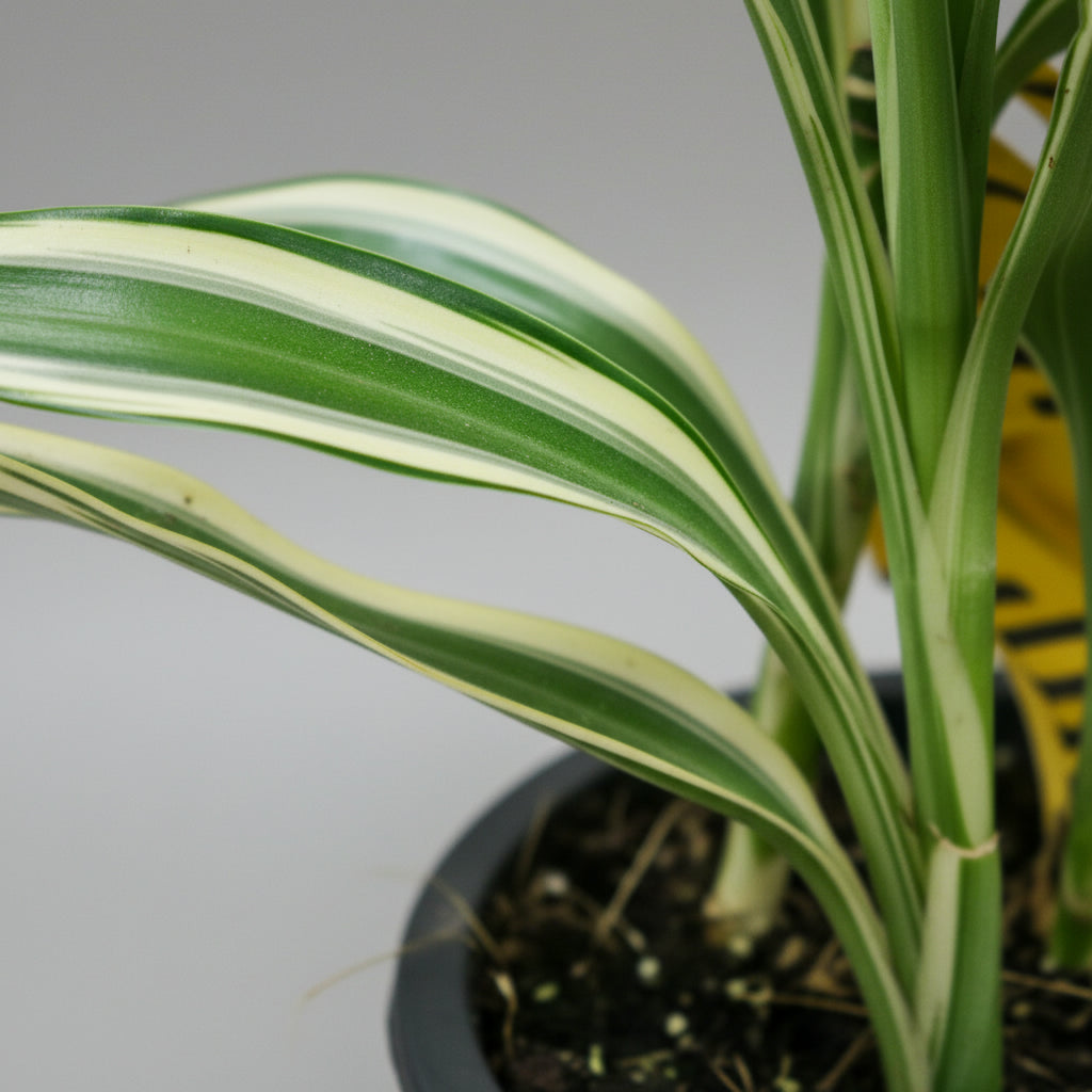 Dracaena sanderiana - THE GARDEN CENTRE