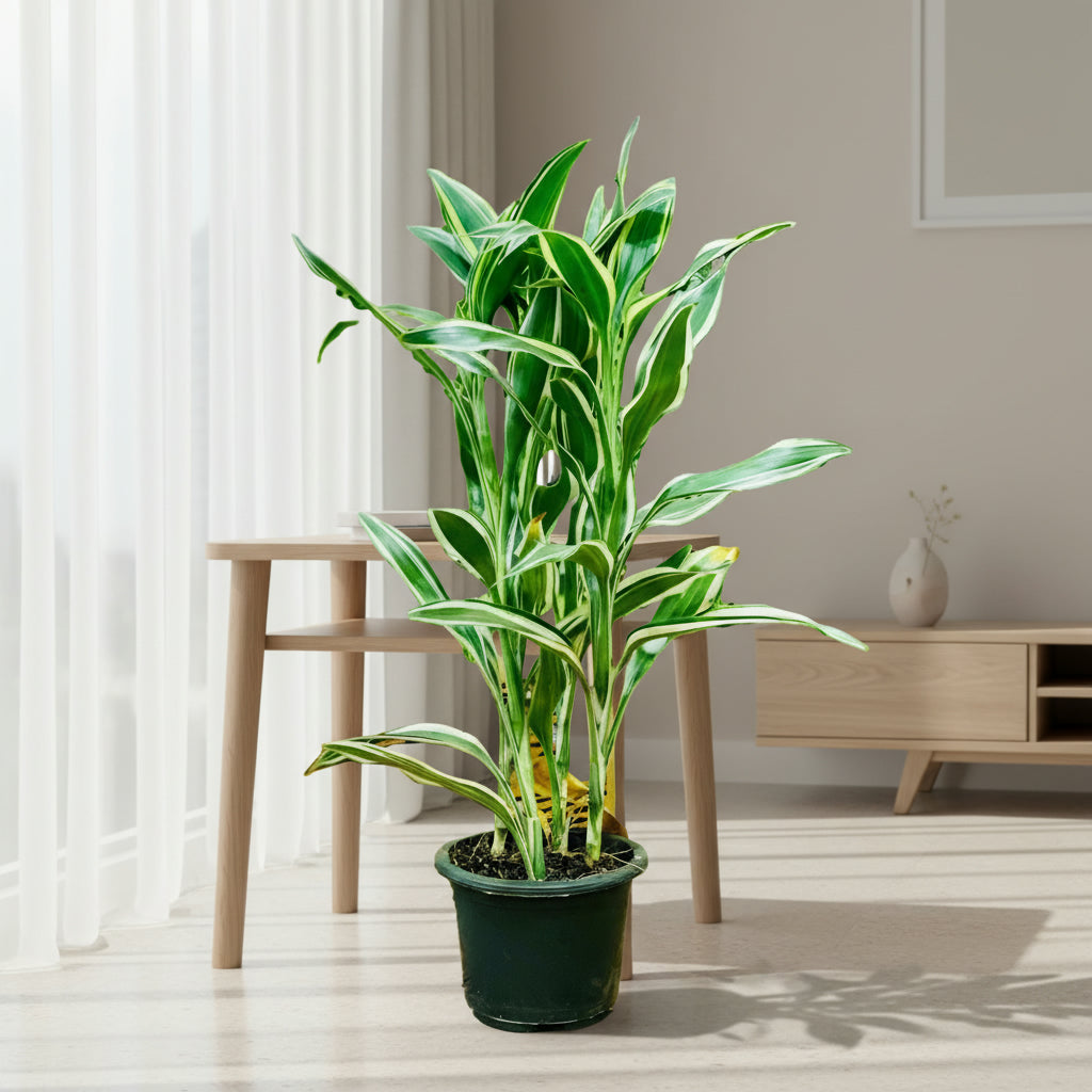 Dracaena sanderiana - THE GARDEN CENTRE