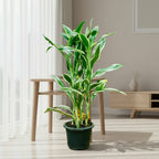 Dracaena sanderiana - THE GARDEN CENTRE