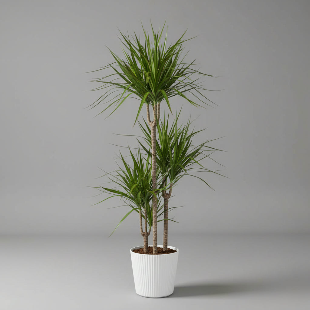 Dracaena Margineta 3pp 110cm high - THE GARDEN CENTRE