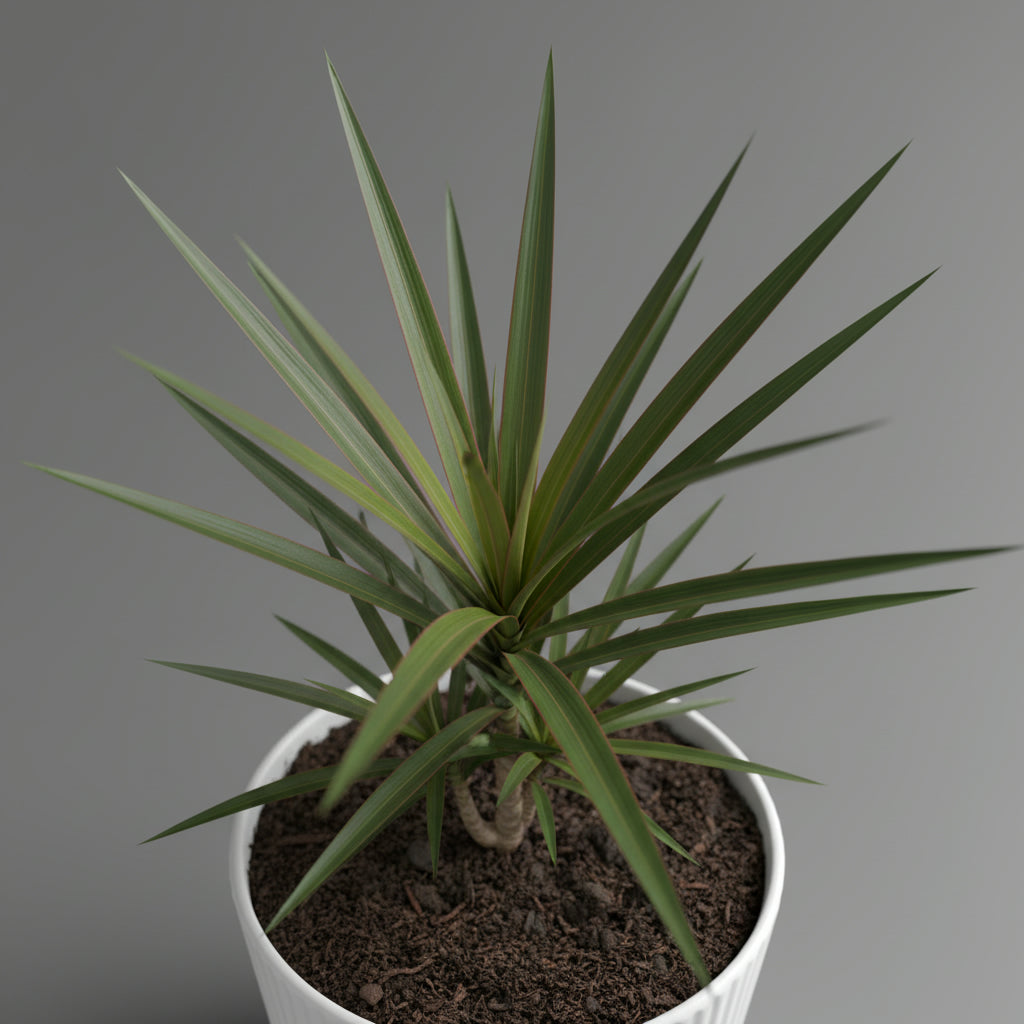 dracaena marginata bunnings Dracaena Margineta 3pp 110cm high – THE GARDEN CENTRE