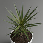 Dracaena Margineta 3pp 110cm high - THE GARDEN CENTRE