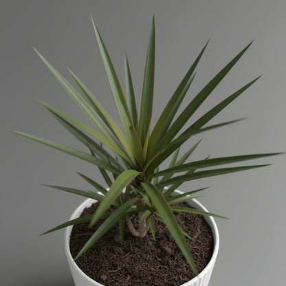 Dracaena Margineta 3pp 110cm high - THE GARDEN CENTRE