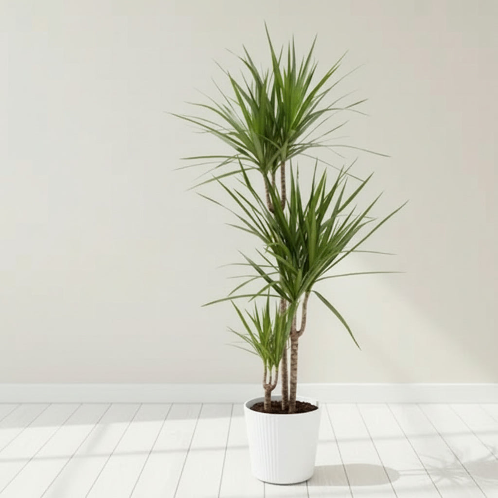 Dracaena Margineta 3pp 110cm high - THE GARDEN CENTRE
