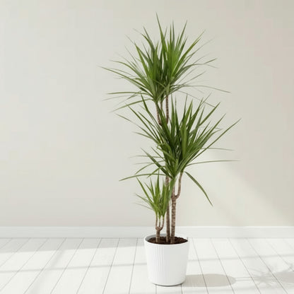 Dracaena Margineta 3pp 110cm high - THE GARDEN CENTRE