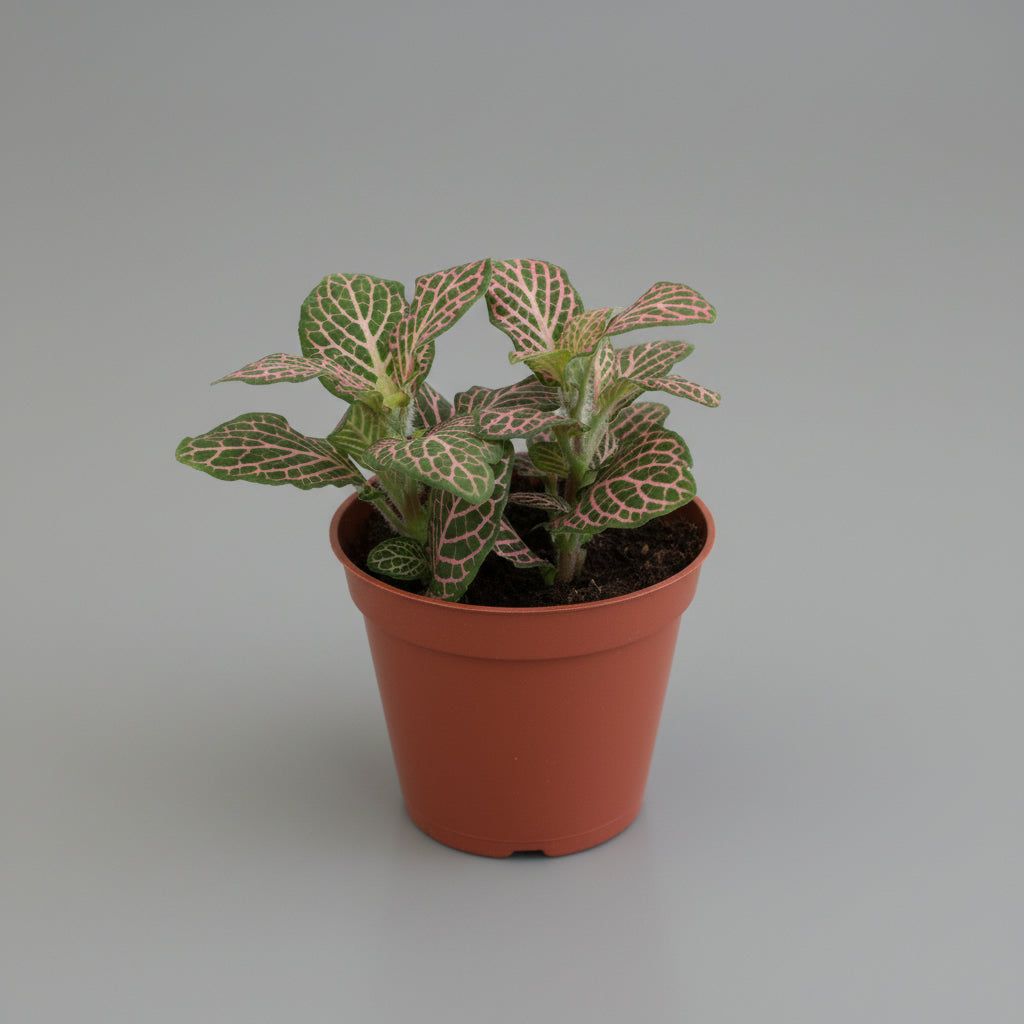 Fittonia Mini - THE GARDEN CENTRE
