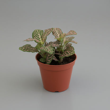 Fittonia Mini