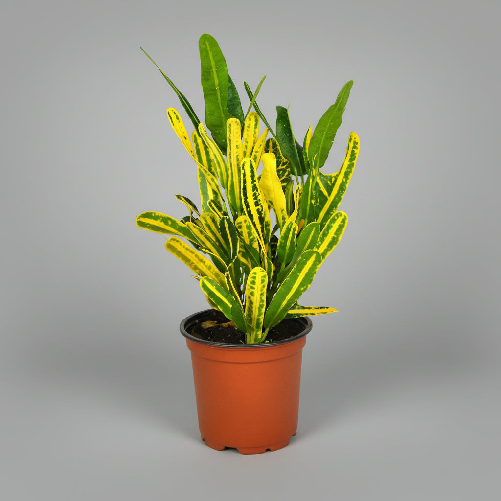 Croton Plant