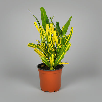 Croton Plant