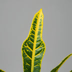 Croton Plant - THE GARDEN CENTRE