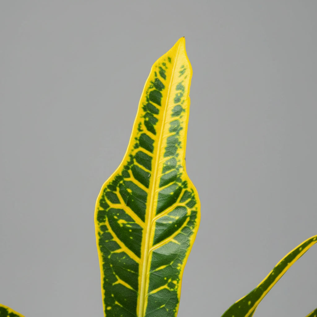 Croton Plant