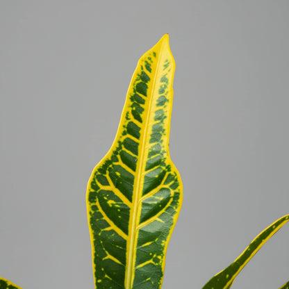 Croton Plant