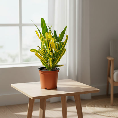 Croton Plant