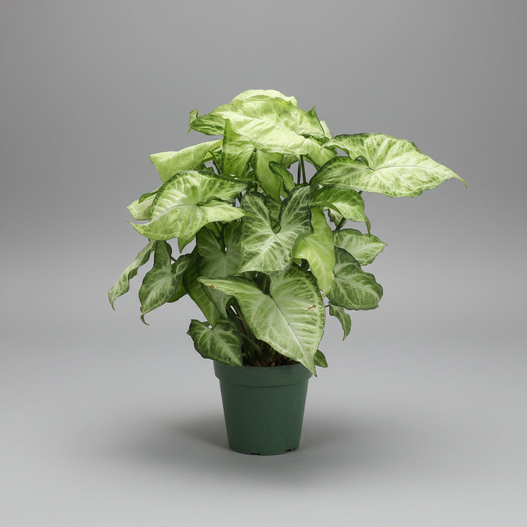 Syngonium 20-30 cm