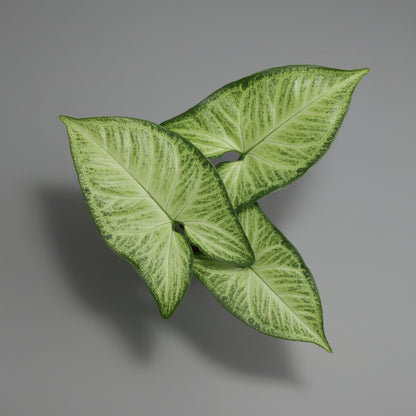 Syngonium 20-30 cm