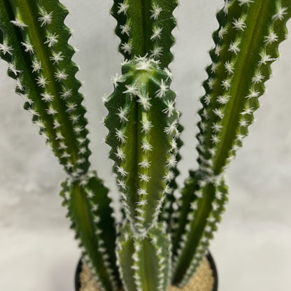 Artificial Cactus