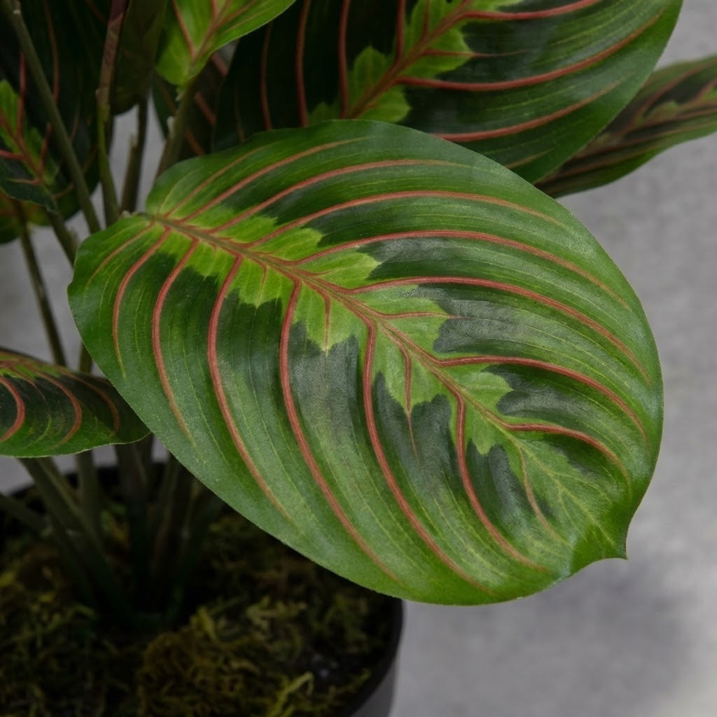 Artificial Marantha Leuconeura