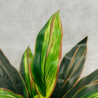 Artificial Cordyline Kiwi 60cm