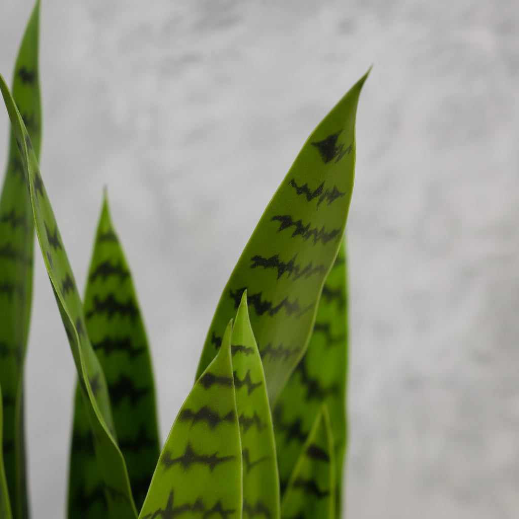 Artificial Sansaveria Green  94cm