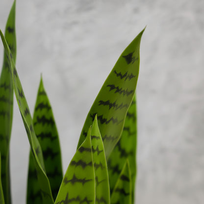 Artificial Sansaveria Green  94cm