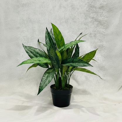 Artificial Aglaonema Varigated 50cm