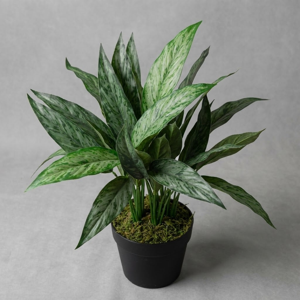 Artificial Aglaonema Varigated 50cm