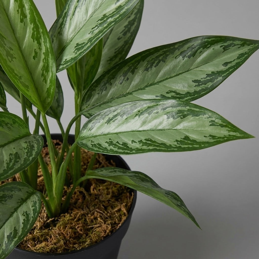 Artifcial Aglaonema Silver Queen 50cm