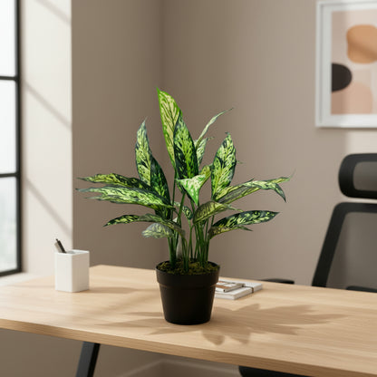 Artifcial Aglaonema Silver Queen 50cm