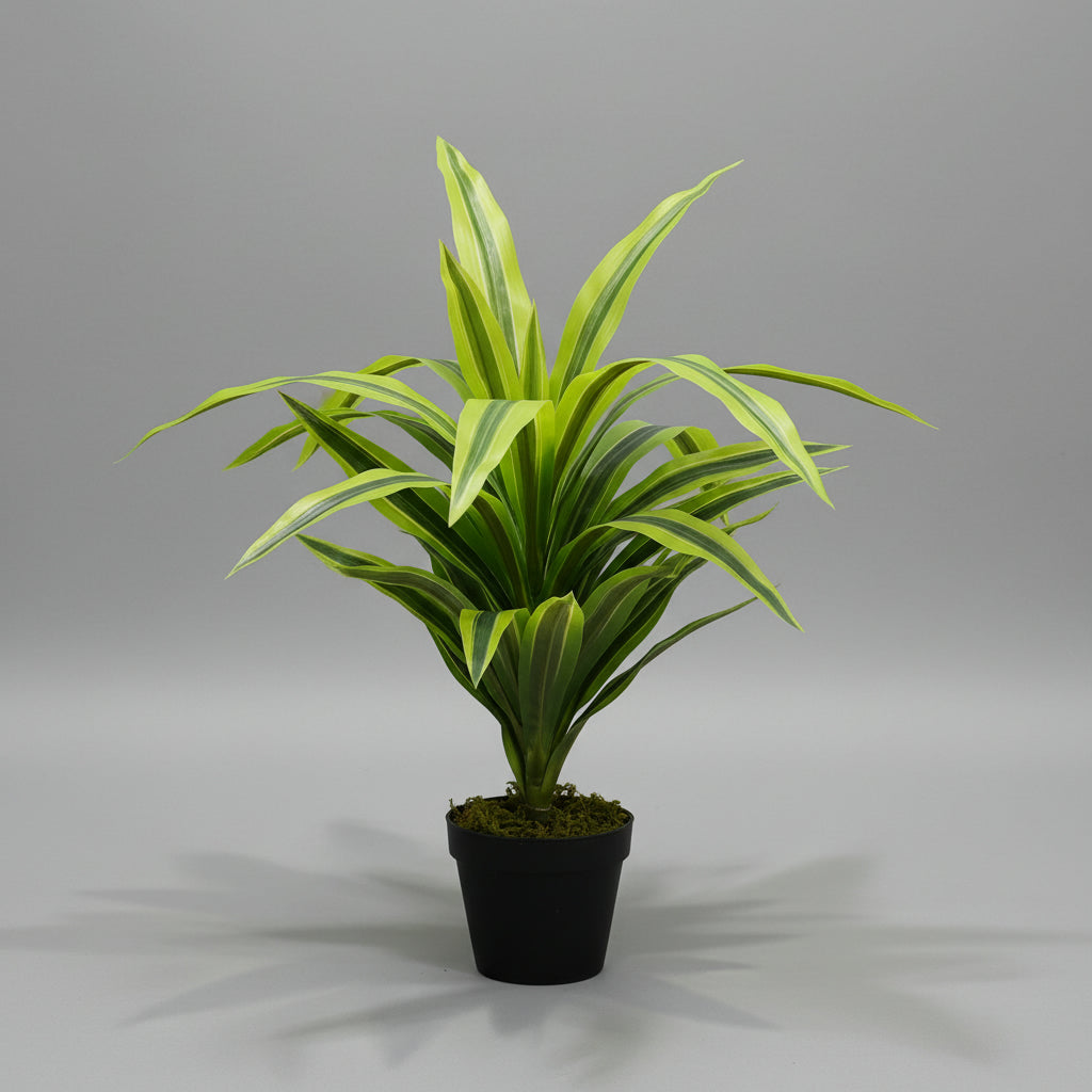 Artificial Dracaena Lemon Lime Head 65cm - THE GARDEN CENTRE