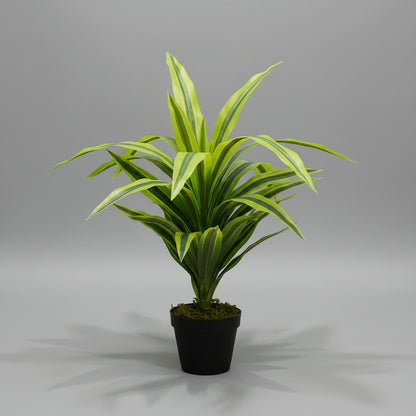 Artificial Dracaena Lemon Lime Head 65cm - THE GARDEN CENTRE