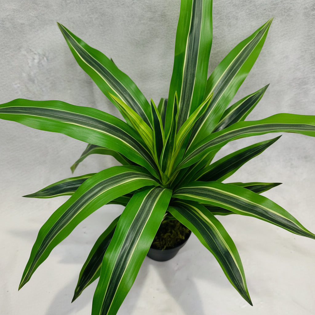 Artificial Dracaena Lemon Lime Head 65cm - THE GARDEN CENTRE