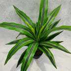 Artificial Dracaena Lemon Lime Head 65cm - THE GARDEN CENTRE