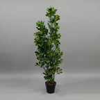 Artificial Schefflera Variegated 150cm - THE GARDEN CENTRE