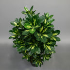 Artificial Schefflera Variegated 150cm - THE GARDEN CENTRE