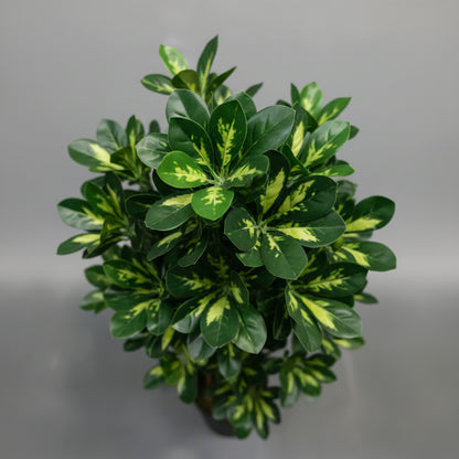 Artificial Schefflera Variegated 150cm