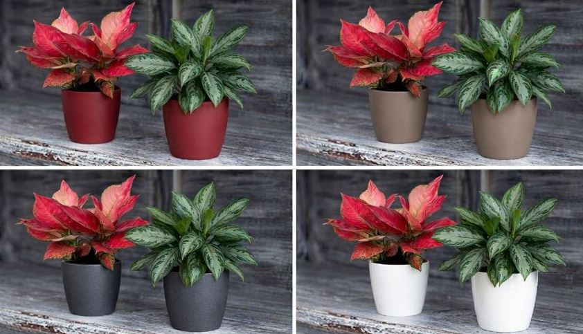 Artevasi Sanremo Planter with Aglaonema Plant - THE GARDEN CENTRE