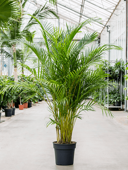 نخيل أريكا (Dypsis lutescens) 120 سم